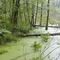 Marsh along Rail Trail