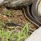 Garter Snake