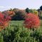 Meadowbrook Orchard, Autumn