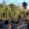 Jardín mexicano II