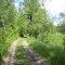 im Auwald