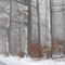 The wet side of winter