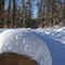 verschneiter Wald