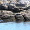 Seals on a small rocky islet