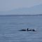 Transient Orcas