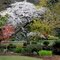 Spring in Beacon Hill Park, April 2010