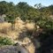 Peacock Hill Park trail. READ INFO IN PANORAMIO/COMMENTS