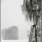 Misty December Morning