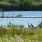 Naturschutzgebiet Wernauer Baggerseen