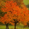 Fall,near Jöhlingen,Germany