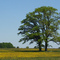 Naturdenkmal