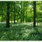 Im Bärlauchwald