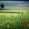 Baum und Blume
