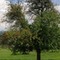 Panorama Albtrauf, click twice for full view