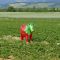 Une vache rouge ( fraise ) dans les champs Allemand