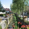 Bohlsbach mit Birken