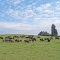 Bisonherde bei Heiligenberg