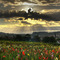 Blumen vor Wolken
