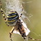 Tigerspinne (Wespenspinne, argiope bruennichi) mit Beute