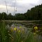 Sumpf-Schwertlilien (Iris pseudacorus) am Zeller See oder Zellerweiher (Angelsee) beim Golfplatz / Bad Saulgau (Zwischen Bolstern, Siessen und Bogenweiler), Oberschwaben, Baden-Württemberg