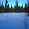 Black Spruce Lowland