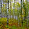 Autumnal Aspen