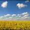 Clouds and Rapeseed