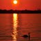 The Sunset- Swan © by Sunpixx