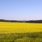 Yellow and Blue