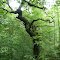 Waldbaum