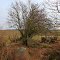 Germany_Western Pomerania_Strehlow_destroyed megalithic tomb_DSCF2034.JPG
