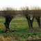 Frühlingsgefühle im Januar 2008 Oppershausen 2