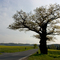 Grenzeiche (old border-oak) Niedersachsen / Nordrhein-Westfalen (Germany) (DETAILS: SEE COMMENTS)
