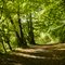 sonniger Wald