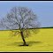 Baum im Rapsfeld
