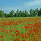 Klatschmohn bei Bredelem