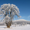 Winter wonderland - Winterwunderland