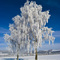 2 Birken bei  -10 ° C  2 Birches at -10 ° C