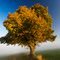 Linde im Herbstkleid