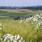 SOMMER II