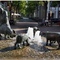 Bad Oeynhausen "Schweinebrunnen"