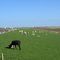 Hamburger Hallig