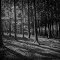 Dark Forest