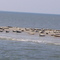 Seehundbank vor Wangerooge