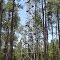Frenches Creek, NC,-Fire tower----st
