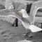 Möwe am Nordstrand