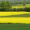 Frühling in gelbgrün