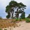 Heide