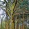 Der marmorierte Baum