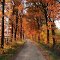 Herbstliche Impressionen in Brandlecht